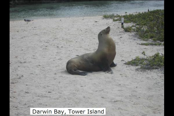 Darwin Bay, Tower Island
